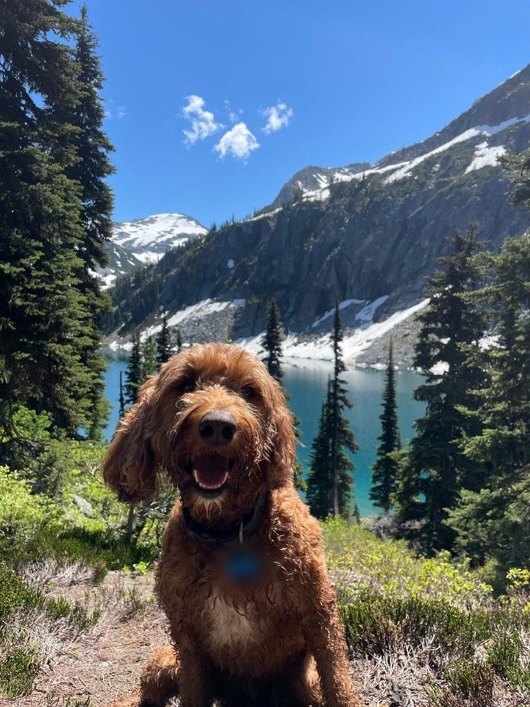 Emma, a curly red-brown dog, sitting on a trail above a turquoise alpine lake.